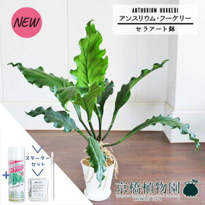 yX^[^[ZbgtzyZA[gzAXEEt[P[@6yϗtA/CeA//i`/A/蕨/yV/ʔ/~hTCY/zCg/Vv/lCi/