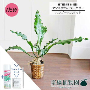 yX^[^[Zbgtzyou[oXPbgJo[zAXEEt[P[@6yϗtA/CeA//i`/A/蕨/yV/ʔ/~hTCY/zCg/V