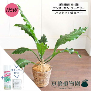 yX^[^[ZbgtzyoXPbgJo[/uEzAXEEt[P[@6yϗtA/CeA//i`/A/蕨/yV/ʔ/~hTCY/zCg/V