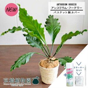 yX^[^[ZbgtzyoXPbgJo[/AC{[zAXEEt[P[@6yϗtA/CeA//i`/A/蕨/yV/ʔ/~hTCY/zCg/V