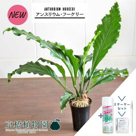 【15日はP5倍！】【スターターセット付】アンスリウム・フーケリー　7号【観葉植物/インテリア/おしゃれ/ナチュラル/鉢植え/贈り物/楽天/通販/ミドルサイズ/シンプル/人気商品/サスティー/SUSTEE/リーフクリン/IBのチカラ】【大型】