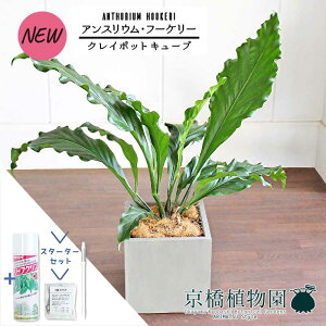 yX^[^[ZbgtzyNC|bgL[uJo[t/O[zAXEEt[P[@7yϗtA/CeA//i`/A/蕨/yV/ʔ/~hTCY/