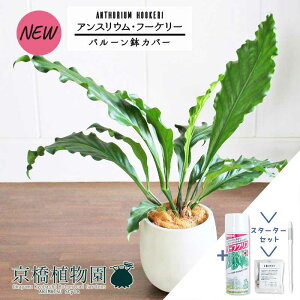 yX^[^[Zbgtzyo[Jo[t/AeB[NzCgzAXEEt[P[@7yϗtA/CeA//i`/A/蕨/yV/ʔ/~hTCY