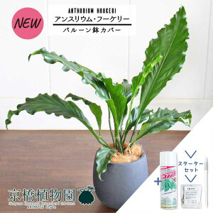 yX^[^[Zbgtzyo[Jo[t/AeB[NuEzAXEEt[P[@7yϗtA/CeA//i`/A/蕨/yV/ʔ/~hTCY