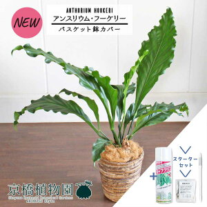 �y�X�^�[�^�[�Z�b�g�t�z�y�o�X�P�b�g���J�o�[/�u���E���z�A���X���E���E�t�[�P���[�@7���y�ϗt�A��/�C���e���A/�������/�i�`������/���A��/���蕨/�y�V/�ʔ�/�~�h���T�C�Y/�V���v��/�l�C