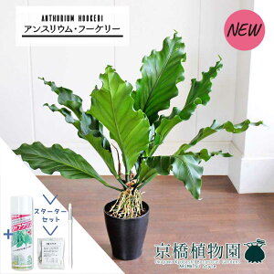 yX^[^[ZbgtzAXEEt[P[@8yϗtA/CeA//i`/A/蕨/yV/ʔ/~hTCY/Vv/lCi/TXeB[/SUSTEE/[tN