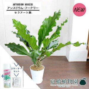 yX^[^[ZbgtzyZA[gzAXEEt[P[@8yϗtA/CeA//i`/A/蕨/yV/ʔ/~hTCY/Vv/lCi/zCg/