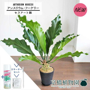 yX^[^[ZbgtzyZA[gzAXEEt[P[@8yϗtA/CeA//i`/A/蕨/yV/ʔ/~hTCY/Vv/lCi/ubN/