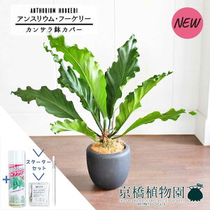 ySSizyX^[^[ZbgtzyJTJo[t/ubNzAXEEt[P[@8yϗtA/CeA//i`/A/蕨/yV/ʔ/~hTCY/