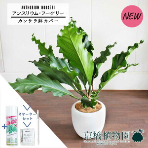 yX^[^[ZbgtzyJTJo[t/zCgzAXEEt[P[@8yϗtA/CeA//i`/A/蕨/yV/ʔ/~hTCY/zCg/V