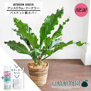 yX^[^[ZbgtzyoXPbgJo[/uEzAXEEt[P[@8yϗtA/CeA//i`/A/蕨/yV/ʔ/~hTCY/Vv/lC