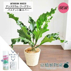 yX^[^[ZbgtzyoXPbgJo[/AC{[zAXEEt[P[@8yϗtA/CeA//i`/A/蕨/yV/ʔ/~hTCY/Vv/l