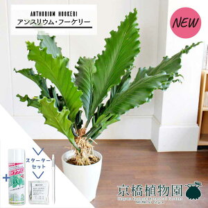 yX^[^[ZbgtzAXEEt[P[@10yϗtA/CeA//i`/A/蕨/yV/ʔ/[WTCY/Vv/lCi/TXeB[/SUSTEE/[tN