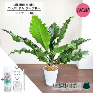 yX^[^[ZbgtzyZA[gzAXEEt[P[@10yϗtA/CeA//i`/A/蕨/yV/ʔ/[WTCY/Vv/lCi/zCg