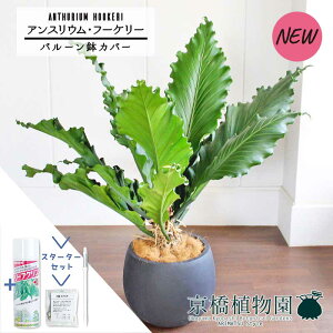 yX^[^[Zbgtzyo[Jo[t/AeB[NuEzAXEEt[P[@10yϗtA/CeA//i`/A/蕨/yV/ʔ/[WTC