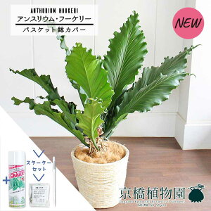 yX^[^[ZbgtzyoXPbgJo[/AC{[zAXEEt[P[@10yϗtA/CeA//i`/A/蕨/yV/ʔ/[WTCY/Vv/l