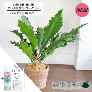 yX^[^[ZbgtzyoXPbgJo[/uEzAXEEt[P[@10yϗtA/CeA//i`/A/蕨/yV/ʔ/[WTCY/Vv/lC