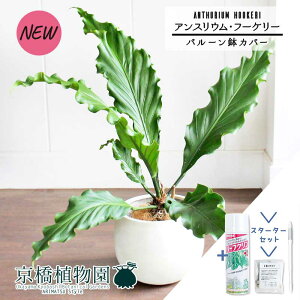 yX^[^[Zbgtzyo[Jo[t/AeB[NzCgzAXEEt[P[@8yϗtA/CeA//i`/A/蕨/yV/ʔ/~hTCY