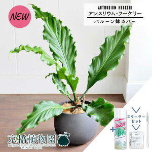 yX^[^[Zbgtzyo[Jo[t/AeB[NuEzAXEEt[P[@8yϗtA/CeA//i`/A/蕨/yV/ʔ/~hTCY