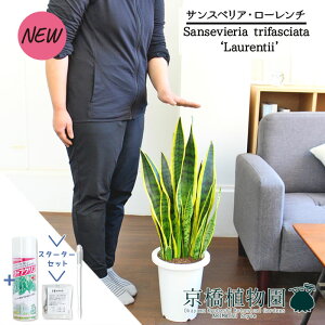 ySSN[|zySSizyX^[^[ZbgtzTXxAE[`@7yTXeB[/SUSTEE/[tN/IB̃`J/ϗtA/CeA//i`/A/蕨