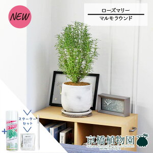 y1P7{IzyX^[^[Zbgtzy}EhLz[Y}[yTXeB[/SUSTEE/[tN/IB̃`J/ϗtA/CeA//i`/A/蕨/yV/ʔ/X