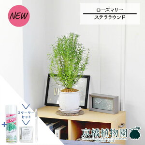 ySSN[|zySSizyX^[^[ZbgtzyXeEhFMTCY/픫z[Y}[yTXeB[/SUSTEE/[tN/IB̃`J/ϗtA/CeA//i`