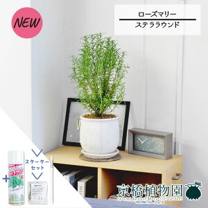 y1P7{IzyX^[^[ZbgtzyXeEhFLTCY/픫z[Y}[yϗtA/CeA//i`/A/蕨/yV/ʔ/X[TCY/lCi/M