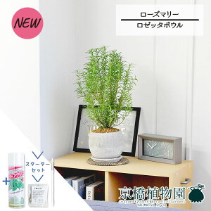 y1P7{IzyX^[^[Zbgtzy[b^{ESTCY/zCgz[Y}[yTXeB[/SUSTEE/[tN/IB̃`J/ϗtA/CeA//i`/A/