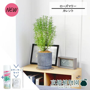 yX^[^[ZbgtzyJgS/ubNz[Y}[yTXeB[/SUSTEE/[tN/IB̃`J/ϗtA/CeA//i`/A/蕨/yV/ʔ/X[TCY