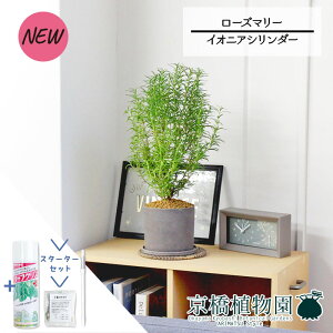 yX^[^[ZbgtzyCIjAV_[z[Y}[yTXeB[/SUSTEE/[tN/IB̃`J/ϗtA/CeA//i`/A/蕨/yV/ʔ/X[TC