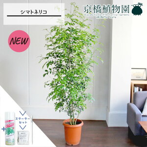 y1P7{IzyX^[^[ZbgtzV}glR 10y[WTCYzyTXeB[/SUSTEE/[tN/IB̃`Jz