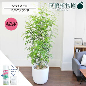 【30日はP5倍!】【マラソンクーポン有】【スターターセット付】シマトネリコ 10号【バスクラウンド鉢カバー/ホワイト】【ラージサイズ】【サスティー/SUSTEE/リーフクリン/IBのチカラ】