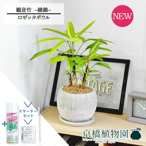 yX^[^[Zbgtzy[b^{ESTCY/zCgzω|iJm`Nj --@yϗtA/CeA//i`/A/蕨/yV/ʔ/X[TCY/lC