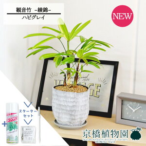 ySSN[|zySSizyX^[^[ZbgtzynsOCzω|iJm`Nj --@yϗtA/CeA//i`/A/蕨/yV/ʔ/X[TC