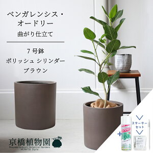 観葉植物 フィカス フィカスベンガレンシスの人気商品・通販・価格比較 