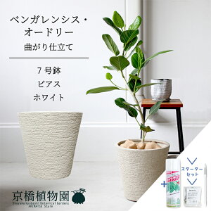 【スターターセット付】【ビアス鉢カバー:ホワイト】フィカス・ベンガレンシス・オードリー 7号【フロアサイズ/ベンガルゴム/シンプル/ホワイト/白/鉢植え/ギフト/プレゼント/お祝い/新