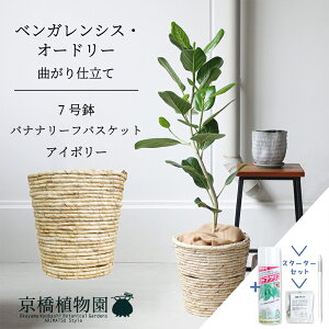 yX^[^[ZbgtzyoXPbgJo[FAC{[ztBJXExKVXEI[h[ 7ytATCY/xKS/Vv/uE//A/Mtg/v[g/j