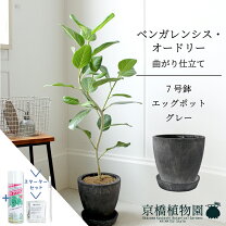 楽天市場】フィカス オードリーの通販