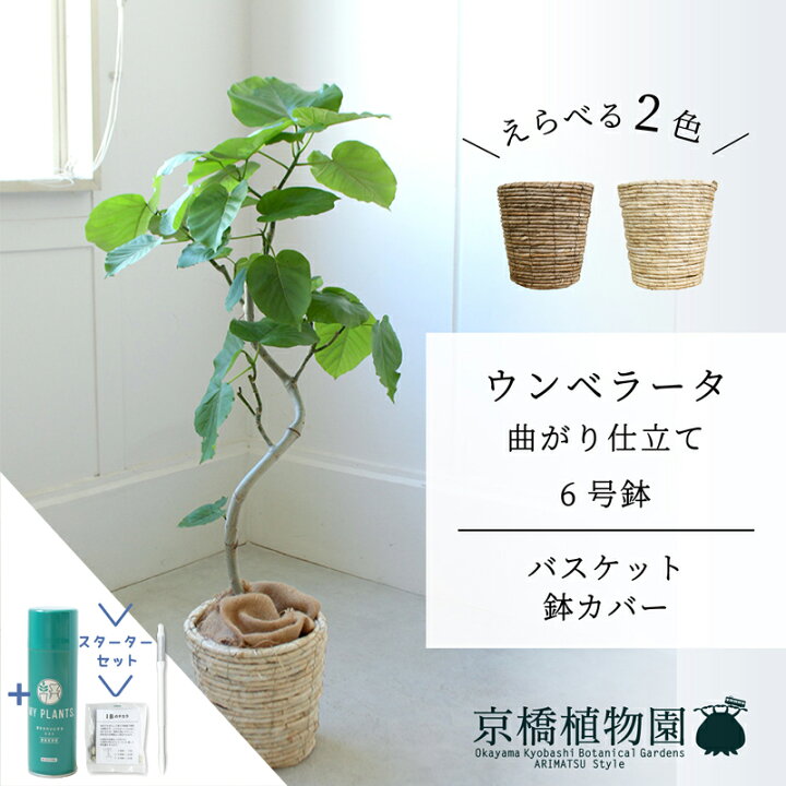 楽天市場】【スターターセット付】【バスケット鉢カバー】ウンベラータ 