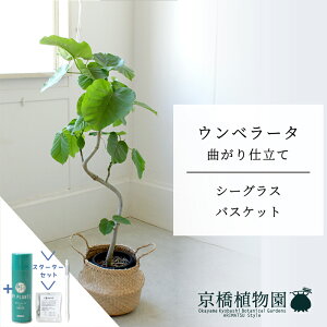 �y�X�^�[�^�[�Z�b�g�t�z�y�V�[�O���X�o�X�P�b�g�z�E���x���[�^�@�Ȃ���@6���y�󂯎M�t�z�y�~�h���T�C�Y/���u��/��j/�V�z�j��/��Ă₷��/�ϗt�A��/�T�X�e�B�[/SUSTEE/���[�t�N����/IB�̃`