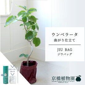 【スターターセット付】【JIU BAG（ジウバッグ）】ウンベラータ　曲がり　6号【受け皿付】【ミドルサイズ/床置き/御祝/新築祝い/育てやすい/観葉植物/サスティー/SUSTEE/リーフクリン/IBのチカラ】【大型】