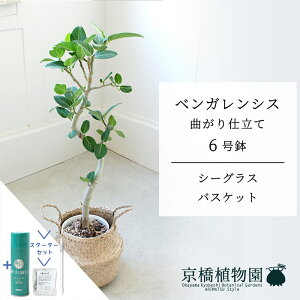 y10P5{IzySSN[|zyX^[^[ZbgtzyV[OXoXPbgzxKVX@Ȃ@6y󂯎Mtzy~hTCY/u/j/Vzj/Ă₷/ϗtA/