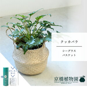 y10P5{IzySSN[|zyX^[^[ZbgtzyV[OXoXPbgzNbJo@6@5Gy󂯎Mtzy~hTCY/u/j/Vzj/Ă₷/ϗtA/TXeB