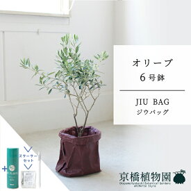 【スターターセット付】【JIU BAG（ジウバッグ）】オリーブ　6号【受け皿付】【ミドルサイズ/床置き/御祝/新築祝い/育てやすい/観葉植物/サスティー/SUSTEE/リーフクリン/IBのチカラ】【大型】