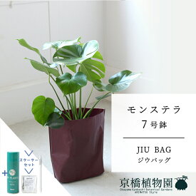 【SSクーポンあり】【1日はP7倍！】【スターターセット付】【JIU BAG（ジウバッグ）】モンステラ　7号【受け皿付】【ミドルサイズ/床置き/御祝/新築祝い/育てやすい/観葉植物/サスティー/SUSTEE/リーフクリン/IBのチカラ】【大型】【父の日 ギフト】