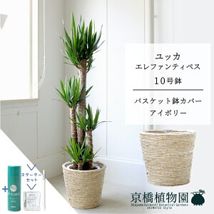 yX^[^[ZbgtzyoXPbgJo[FAC{[zbJEGt@eByX10y󂯎MtzyN̖؁zy[WTCYz yTXeB[/SUSTEE/[tN/IB̃`Jz