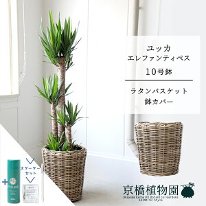 yX^[^[Zbgtzy^Jo[tzbJEGt@eByX10y󂯎MtzyN̖؁zy[WTCYz yTXeB[/SUSTEE/[tN/IB̃`Jz