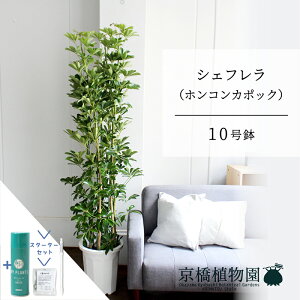 y25P5{IzyubNtCf[N[|LIzyX^[^[ZbgtzVFt@O[@10yzRJ|bNzyhtJmLzy[WTCY/u/j/Vzj/