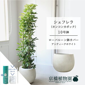 y25P5{IzyubNtCf[N[|LIzy[o[Jo[/AeB[NzCgzVFt@O[@10yzRJ|bNzyhtJmLzy[WTCY