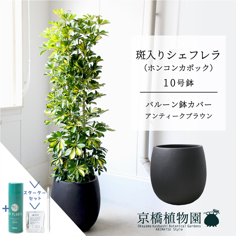 観葉植物 シェフレラの人気商品・通販・価格比較 - 価格.com